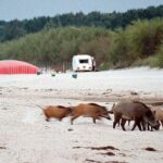 Dziki wtargnęły na plażę – jeden z nich... zabrał plecak plażowiczowi