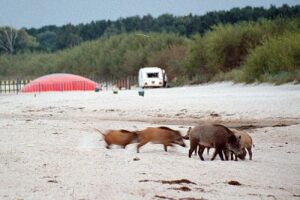 Dziki wtargnęły na plażę – jeden z nich... zabrał plecak plażowiczowi