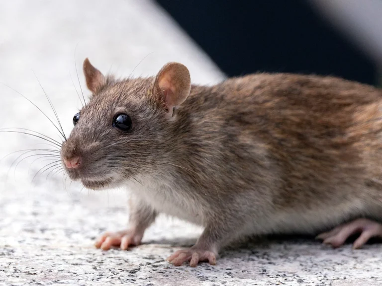 Dziecko zaatakowane przez szczura „rozmiarów kota”