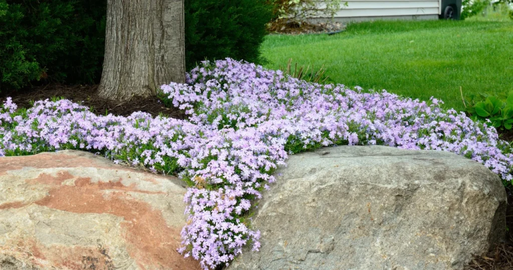Skuteczny sposób ogrodników na chwasty – zapomnij o żmudnym pieleniu, one znikną bez wysiłku