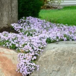 Skuteczny sposób ogrodników na chwasty – zapomnij o żmudnym pieleniu, one znikną bez wysiłku