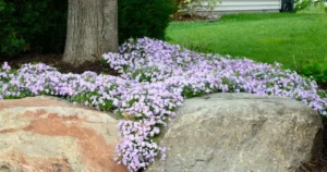 Skuteczny sposób ogrodników na chwasty – zapomnij o żmudnym pieleniu, one znikną bez wysiłku